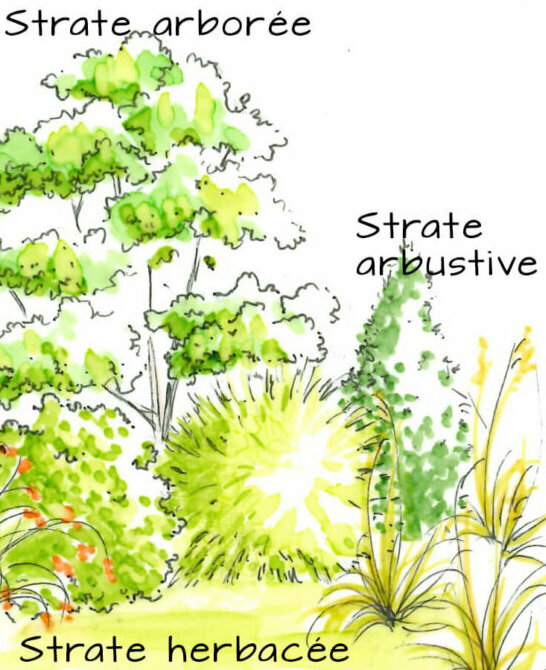 Croquis jardin sans entretien